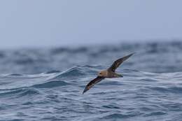 Image of Great-winged Petrel