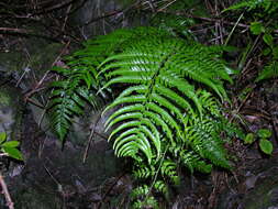 Polystichum drepanum (Sw.) C. Presl resmi