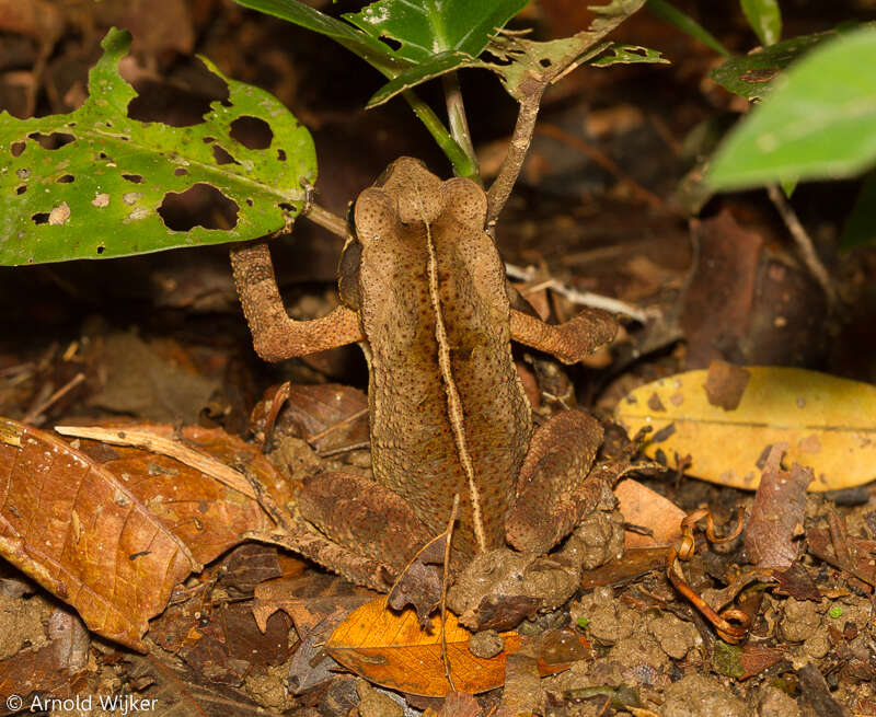 صورة Rhinella ornata (Spix 1824)