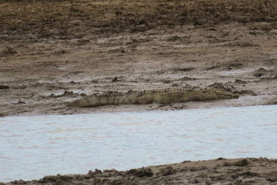 Image of Broad-snouted Crocodile