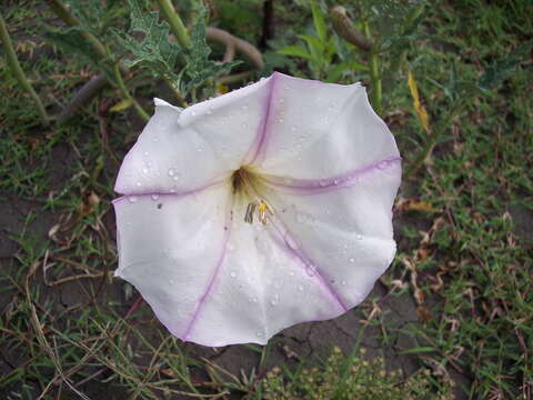 Imagem de Brugmansia ceratocaula (Jacq.) Court ex Gaede