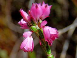 Image of Erica corifolia var. corifolia