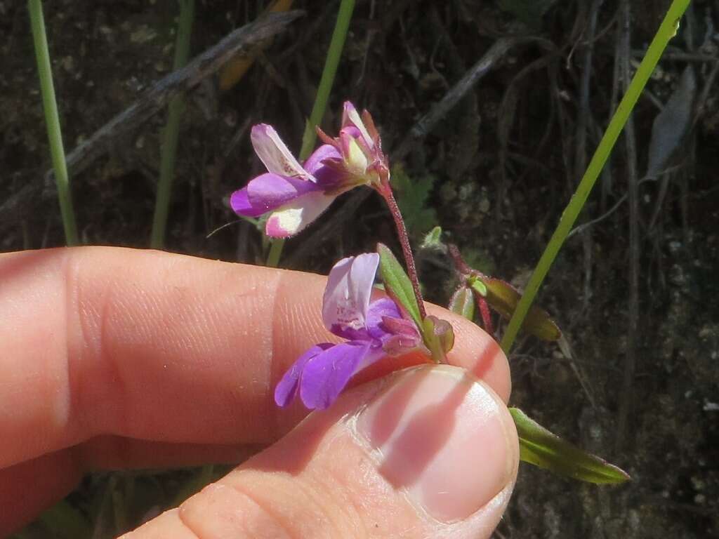 صورة Collinsia heterophylla Buist ex Graham