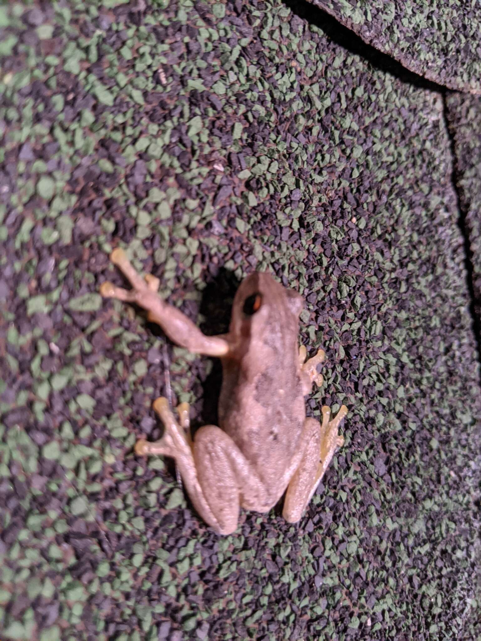 Image of Litoria quiritatus