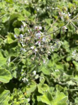 Image of Pelargonium tomentosum Jacq.