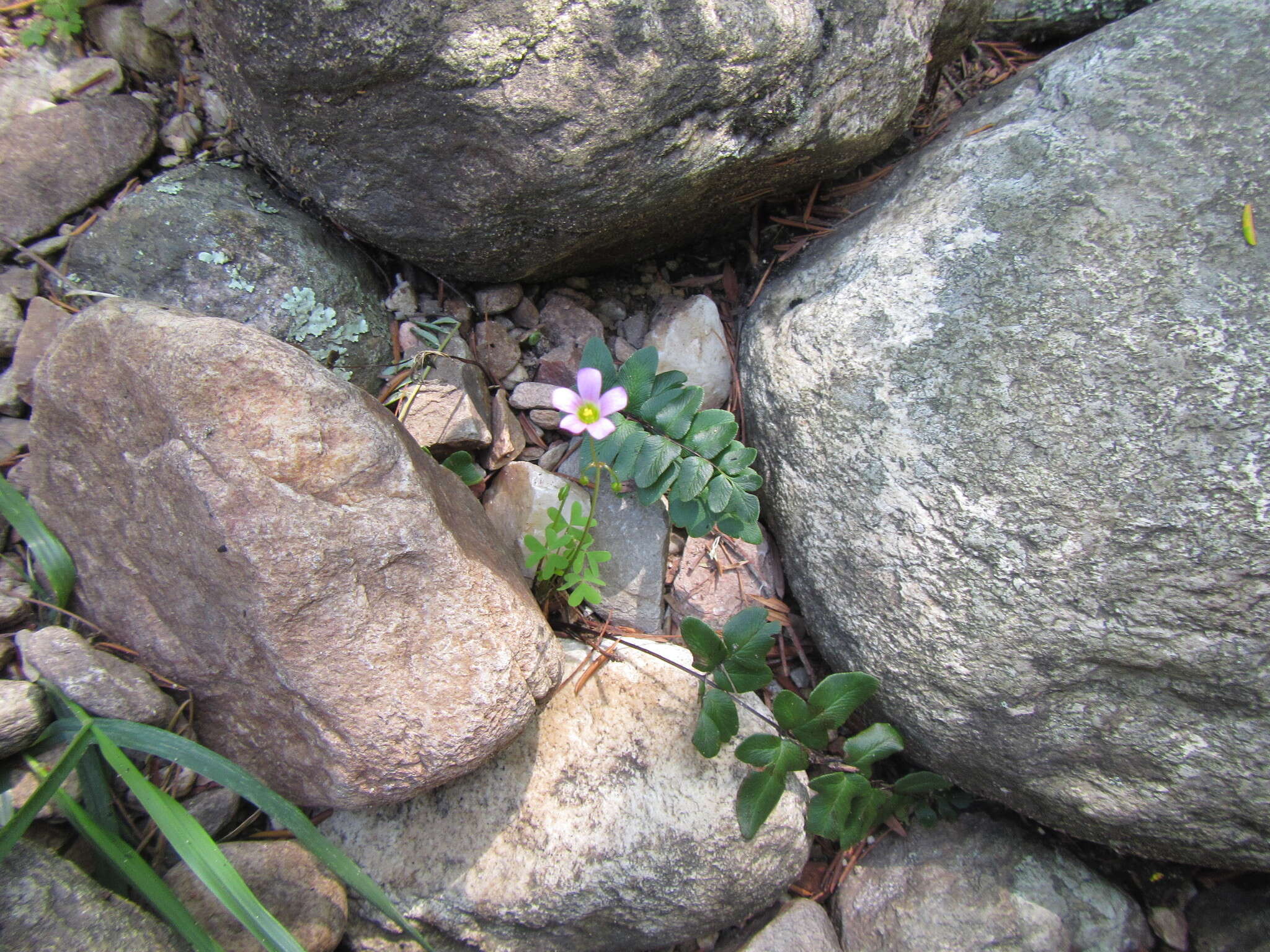 Sivun Oxalis stellata Eckl. & Zeyh. kuva