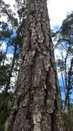 Image of Thin-leaf Pine