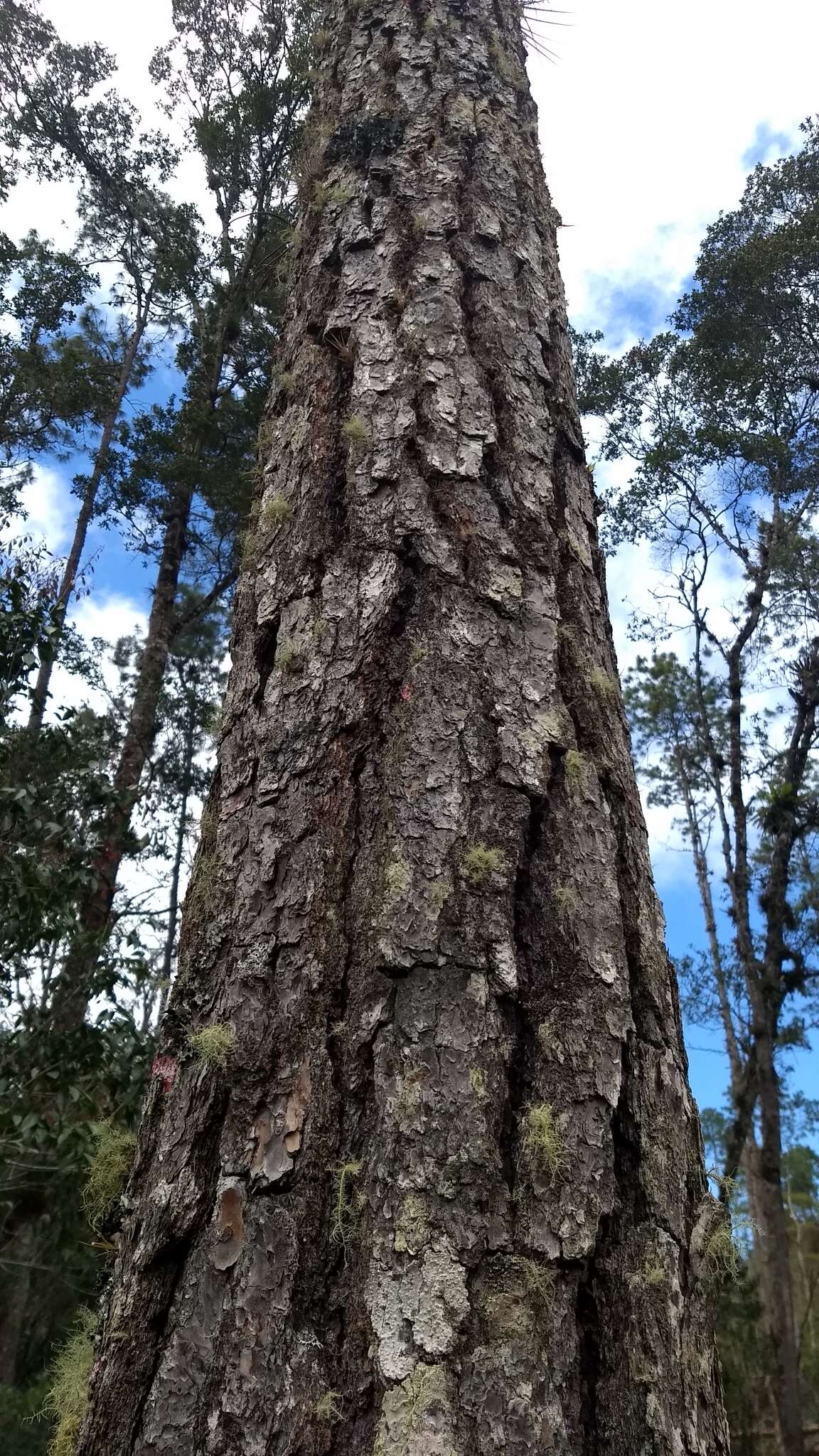 Image of Thin-leaf Pine