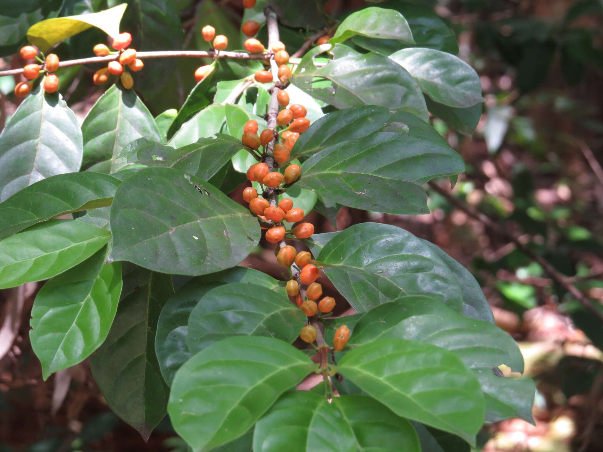 Image of Cyclophyllum multiflorum S. T. Reynolds & R. J. F. Hend.