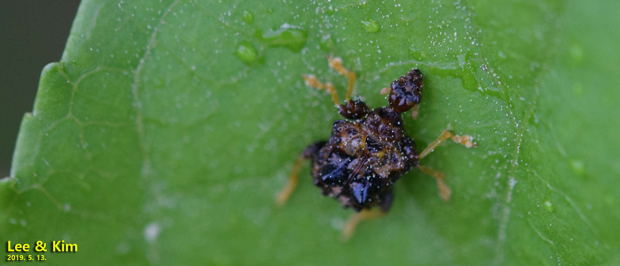 Image of Paroplapoderus angulipennis Voss 1926