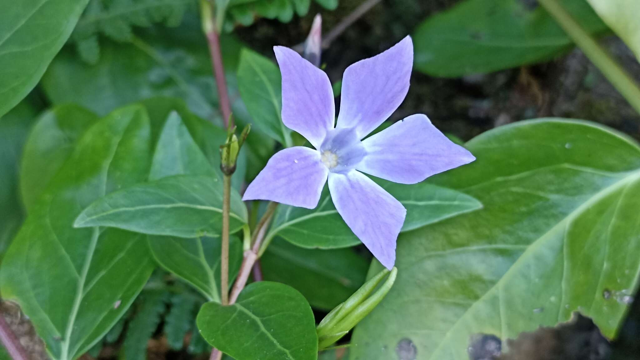 Image of Vinca difformis subsp. difformis