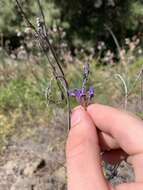 Image of Lavandula canariensis subsp. palmensis Upson & S. Andrews