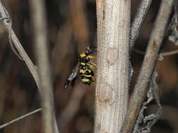 Image of Leucospis biguetina Jurine 1807