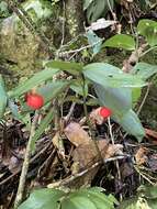 Imagem de Ruscus streptophyllus Yeo