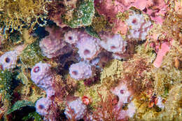 Image of pink sponge