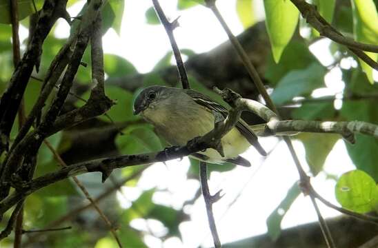 Image of Gray Elaenia