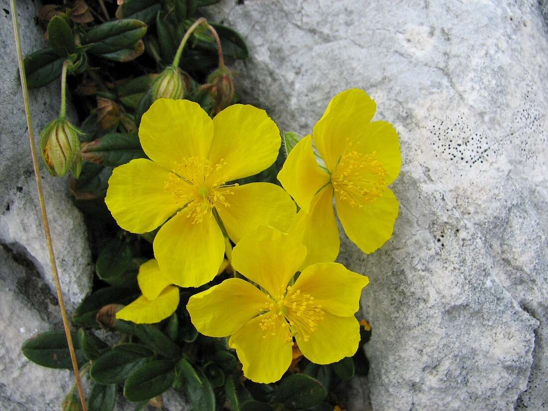 Image of Helianthemum nummularium subsp. grandiflorum (Scop.) Schinz & Thell.