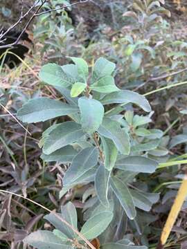 Myrica hartwegii S. Wats. resmi