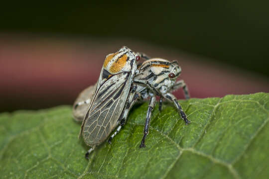 Image of Aetalion reticulatum (Linnaeus 1758)