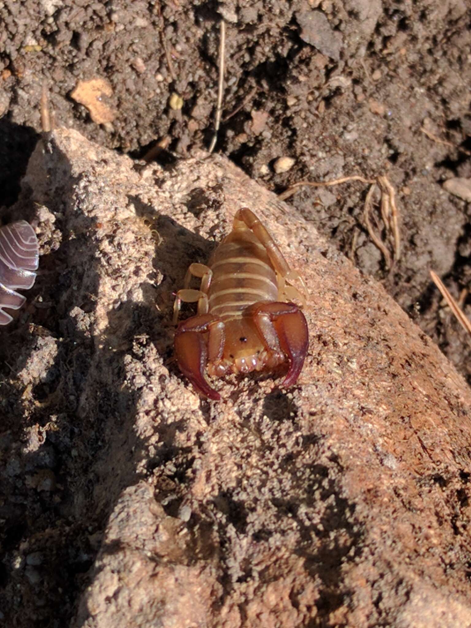 Image of Euscorpius tauricus (C. L. Koch 1837)