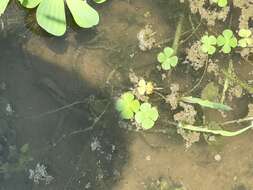 Marsilea quadrifolia L. resmi