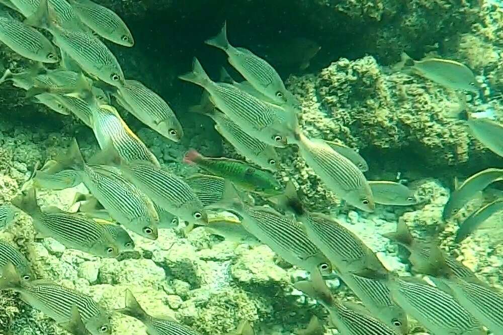 Image of Wounded wrasse