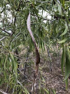 Image of Dolichandrone alternifolia (R. Br.) Seem.