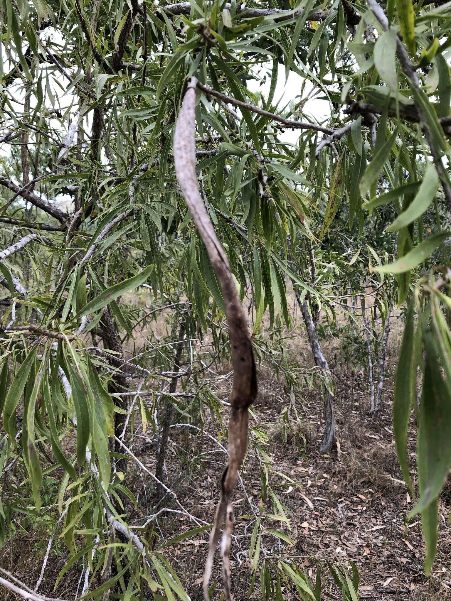 Plancia ëd Dolichandrone alternifolia (R. Br.) Seem.