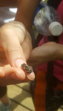 Image of Puerto Rican crested toad