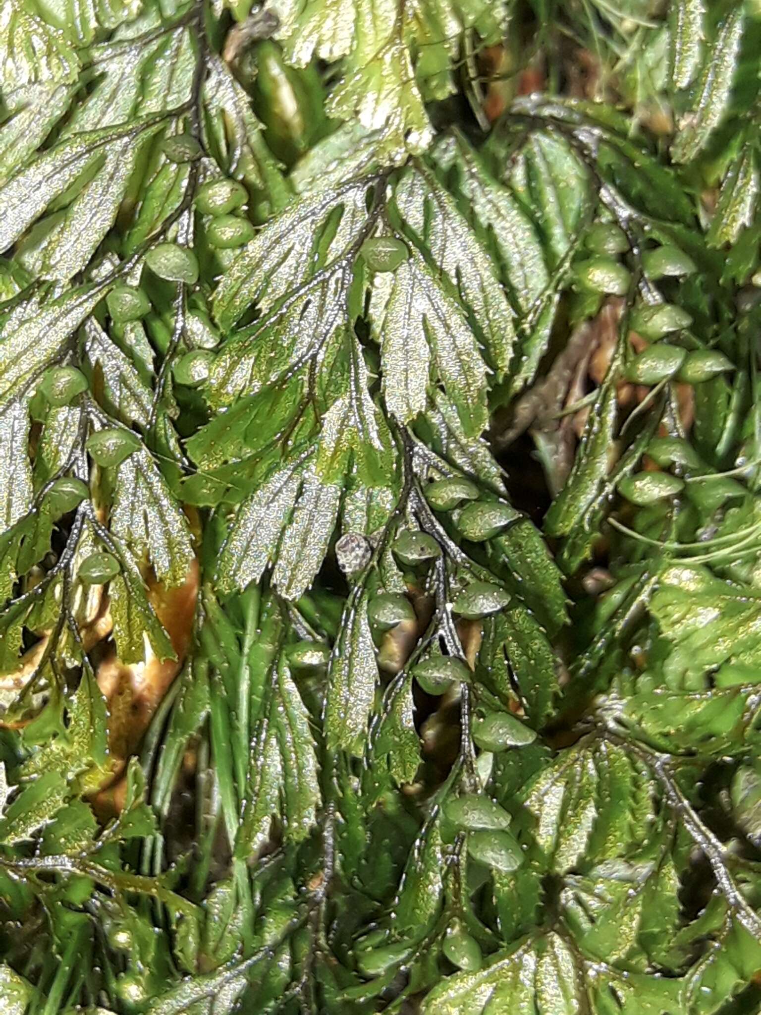 صورة Hymenophyllum peltatum (Poir.) Desv.