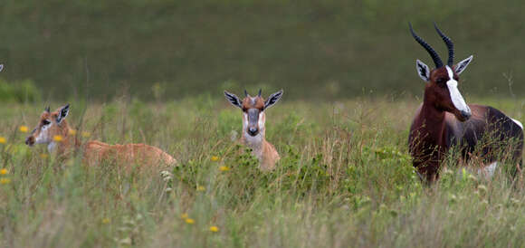 Image of Bontebok