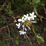 Image of Cape leadwort