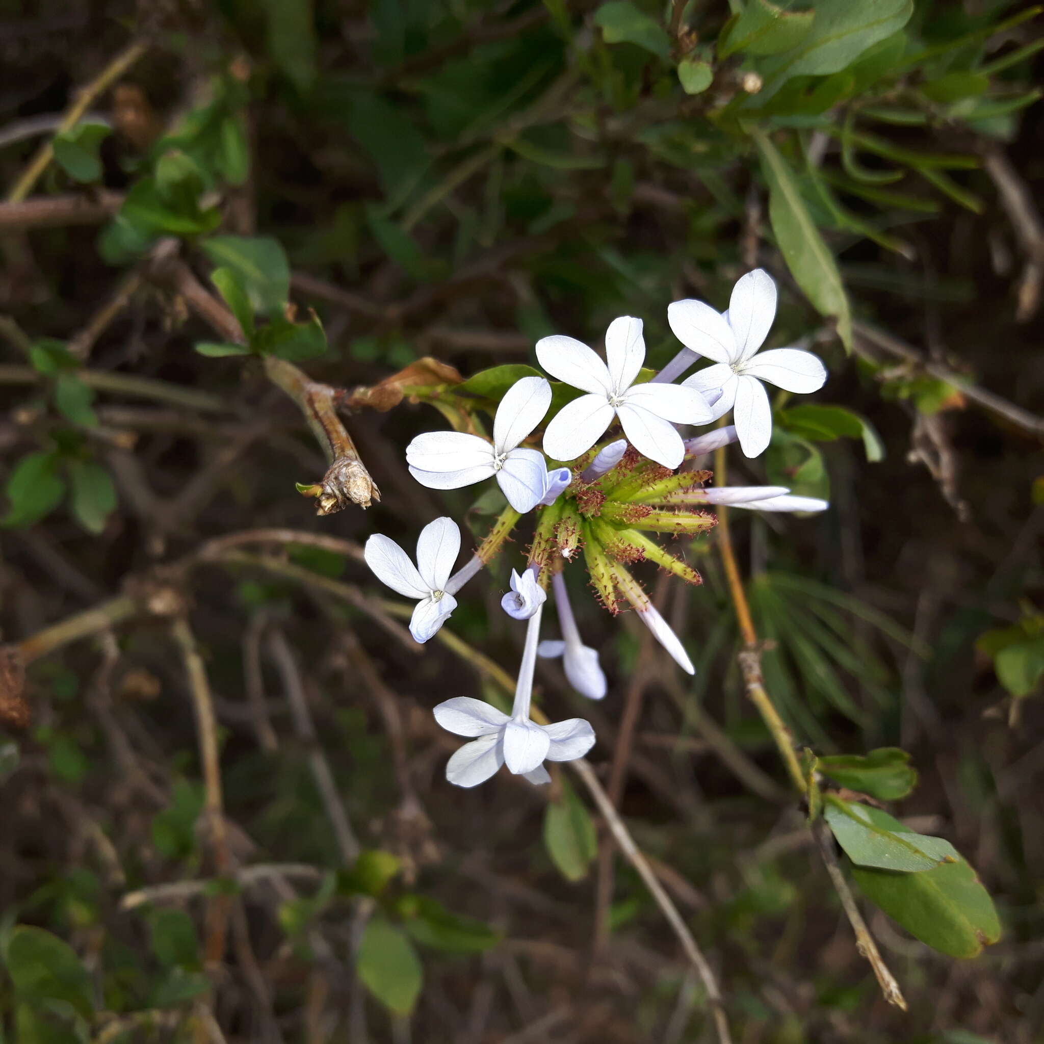 Imagem de Plumbago auriculata Lam.