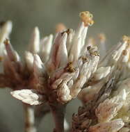 Image of Helichrysum zeyheri Less.