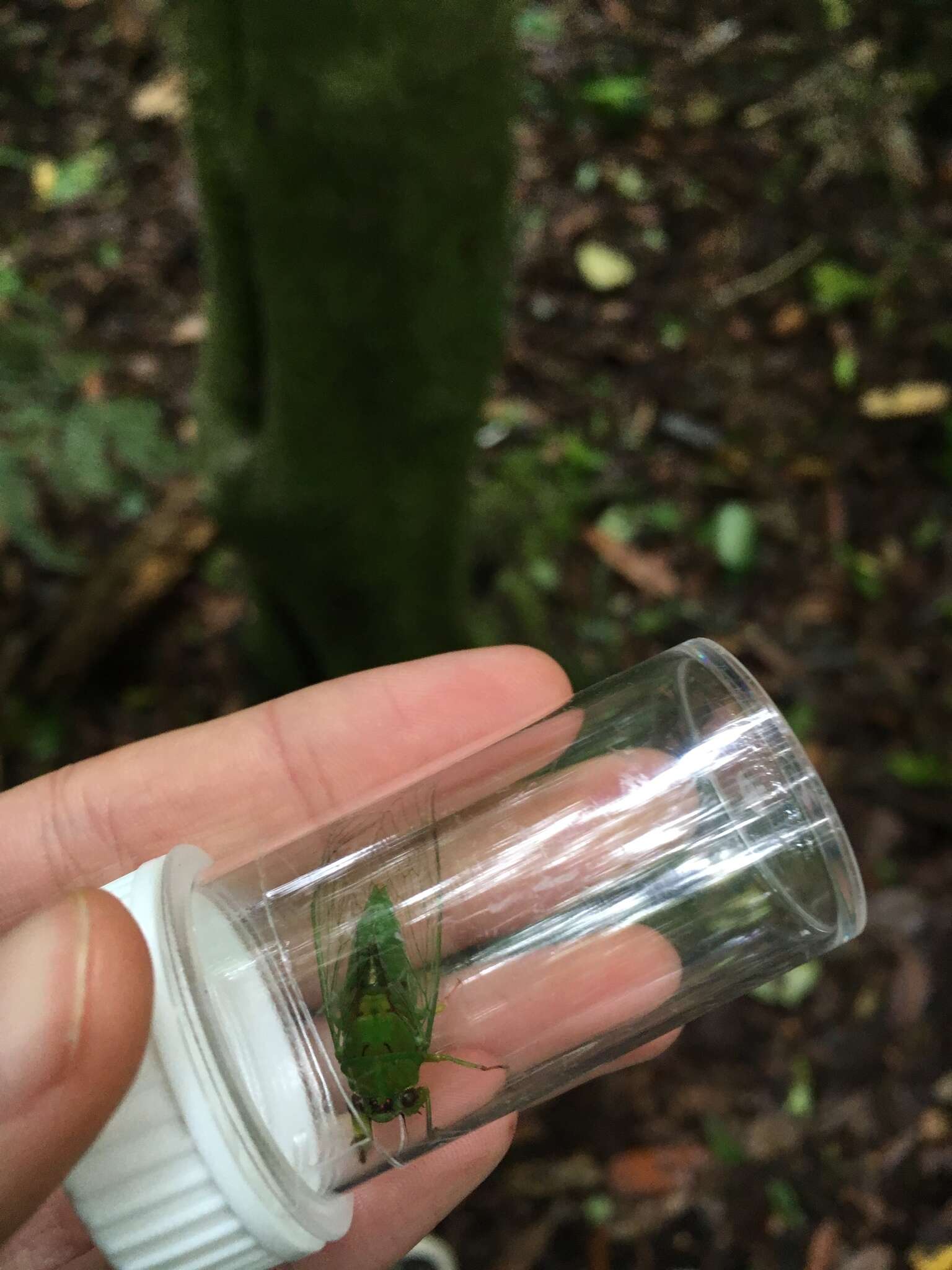 Image of April green cicada