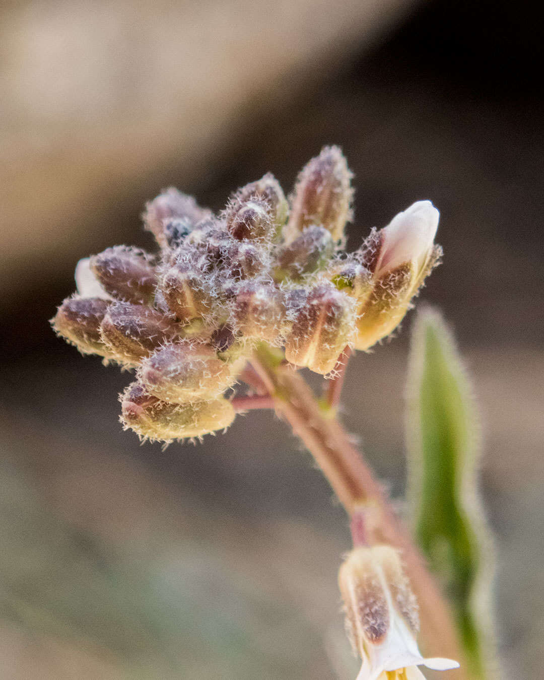 Image of Holboell's rockcress