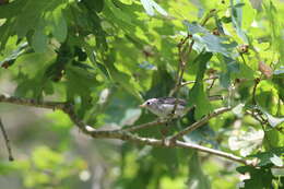 Image of Polioptila caerulea caerulea (Linnaeus 1766)