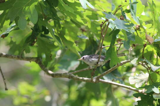 Image of Polioptila caerulea caerulea (Linnaeus 1766)