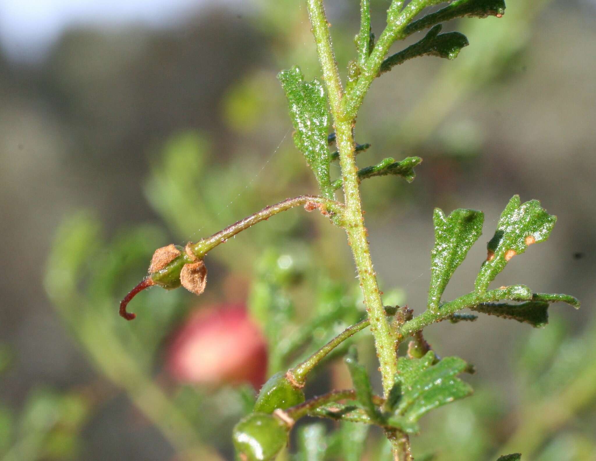 Image de Dodonaea concinna Benth.