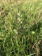 Image of upland eyebright