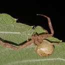 Image of Isaloides putus (O. Pickard-Cambridge 1891)