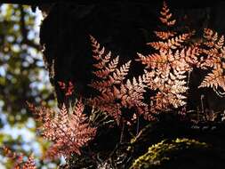 Image of black rabbitsfoot fern