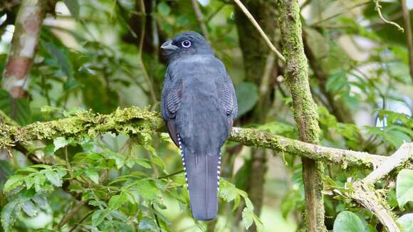 Imagem de Trogon viridis Linnaeus 1766