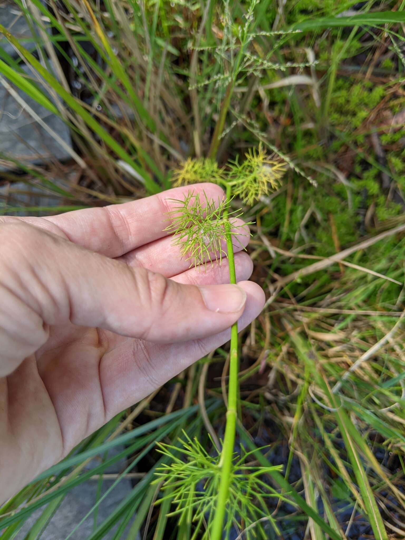 Image of ribbed mock bishopweed