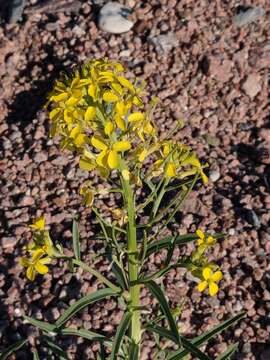 Image of western wallflower