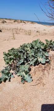 Image of sea kale