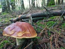 Boletus rubriceps D. Arora & J. L. Frank 2014 resmi