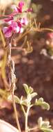 Image of Indigofera meyeriana Eckl. & Zeyh.