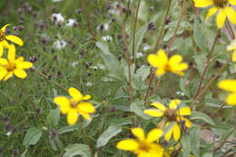 Image of mountain oxeye