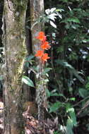 Image of Columnea arguta C. V. Morton